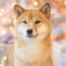 Dogecoin Is Bullish and Up 28% Despite Crypto Market’s Weekend Flash Crash