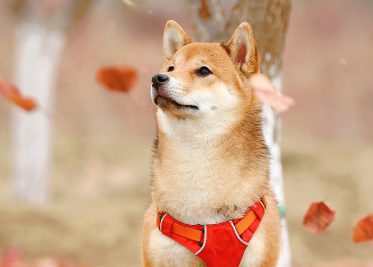 Dogecoin leads gains as crypto markets crash further
