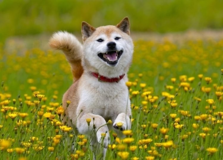 SHIB Token Surges by 1946.11% within a Week