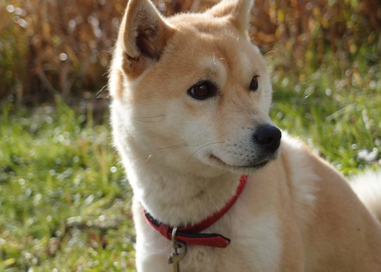 Vitalik Buterin burns $6 billion worth of Shiba Inu to silence critics 