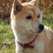 Vitalik Buterin burns $6 billion worth of Shiba Inu to silence critics 