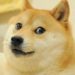 KuCoin CEO States The Number of DOGE Traders Exceeds Bitcoin’s