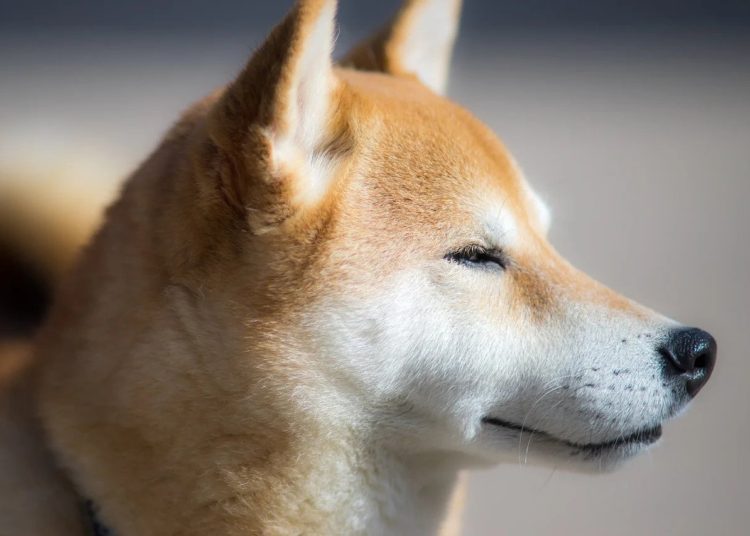 Dogecoin more popular than Ethereum among Americans