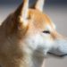 Dogecoin more popular than Ethereum among Americans