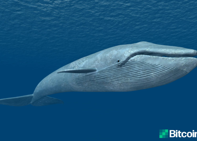 Mystery Bitcoin Whale from 2010 Disappears, Dormant Address from 2013 Sees Strange Activity – Featured Bitcoin News