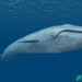 Mystery Bitcoin Whale from 2010 Disappears, Dormant Address from 2013 Sees Strange Activity – Featured Bitcoin News