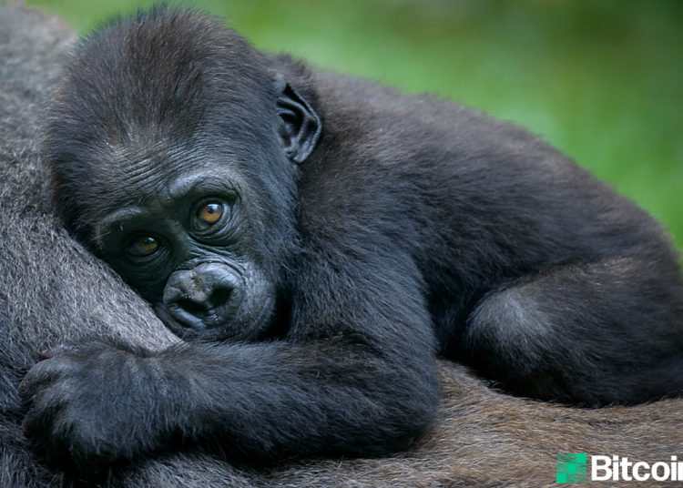 One of Africa’s Oldest Wildlife Conservancies Accepts Crypto Donations – Featured Bitcoin News