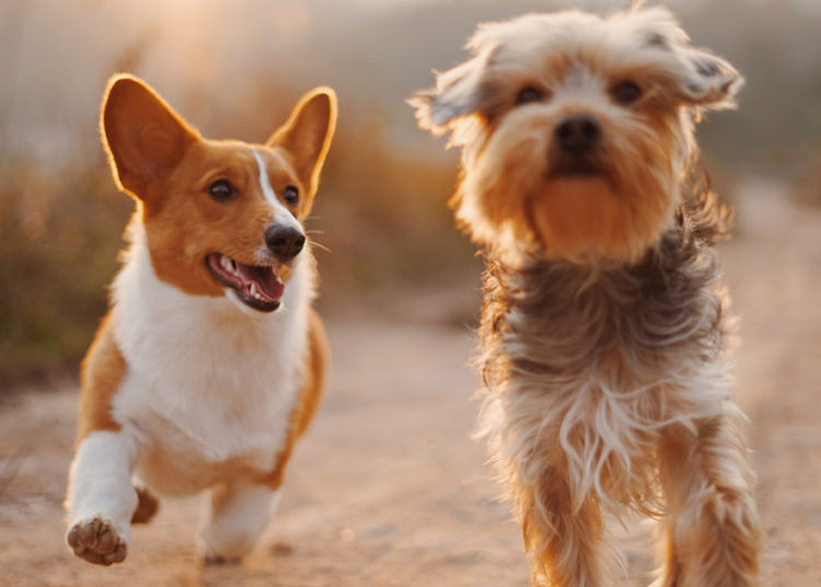 $1.7 billion liquidated as crypto markets dumps after ‘petcoin’ frenzy