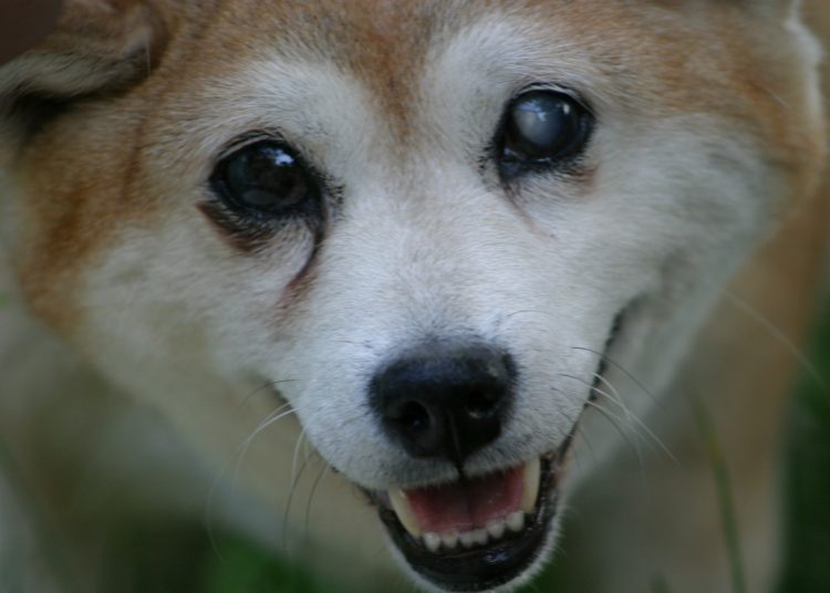 KuCoin and Binance add Shiba Inu token as meme-coin reaches ATH