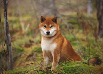 Vitalik Buterin Donates $1B Worth of Shiba Inu Tokens to India’s Crypto Covid Relief Fund – Bitcoin News