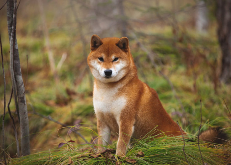 Vitalik Buterin Donates $1B Worth of Shiba Inu Tokens to India’s Crypto Covid Relief Fund – Bitcoin News