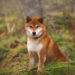 Vitalik Buterin Donates $1B Worth of Shiba Inu Tokens to India’s Crypto Covid Relief Fund – Bitcoin News