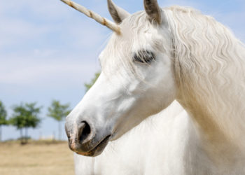 Latam Based Exchange Bitso Gets Unicorn Status After $250 Million Funding Round – Exchanges Bitcoin News