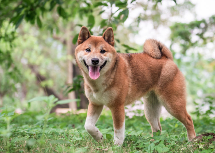 Shiba Inu Gets Listed in Binance and FTX After Price Skyrockets – Bitcoin News