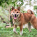 Shiba Inu Gets Listed in Binance and FTX After Price Skyrockets – Bitcoin News