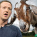 Mark Zuckerberg’s Goat, “Bitcoin”, Ignites Conspiracy Theories – Bitcoin News