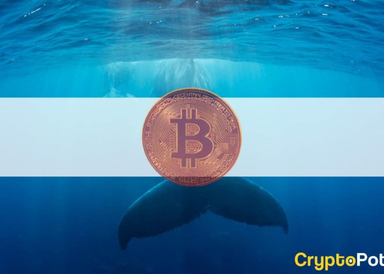 Bitcoin Whales Unfazed by the Elon Musk-Induced Volatility And Keep Buying