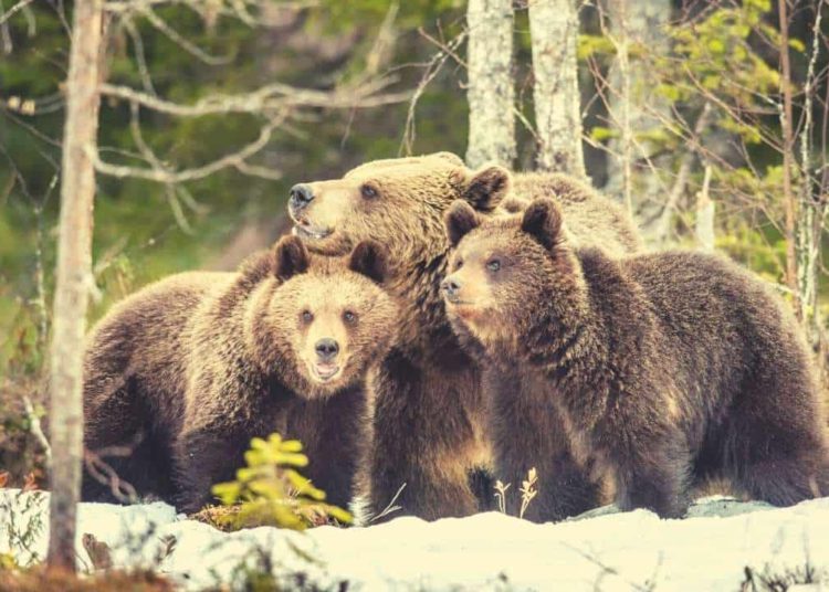 Analysis: BitMEX Traders Short BTC In Large Quantities