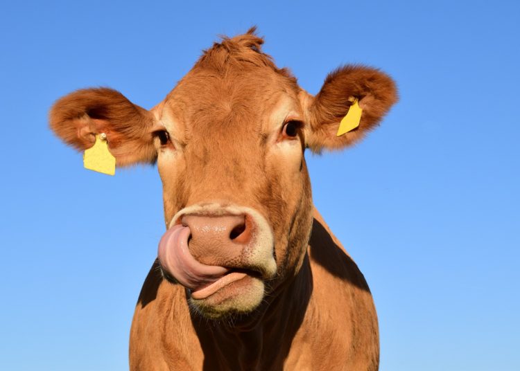 Crypto mining equipment uses cow poo for electricity, is this the answer?