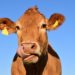 Crypto mining equipment uses cow poo for electricity, is this the answer?