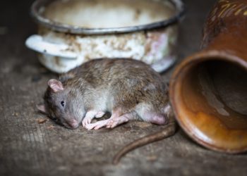 33% of institutional investors call Bitcoin rat poison: JPMorgan survey