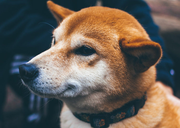 Thai SEC orders exchanges to delist Dogecoin, Shiba Inu, NFTs, and ‘fan’ tokens