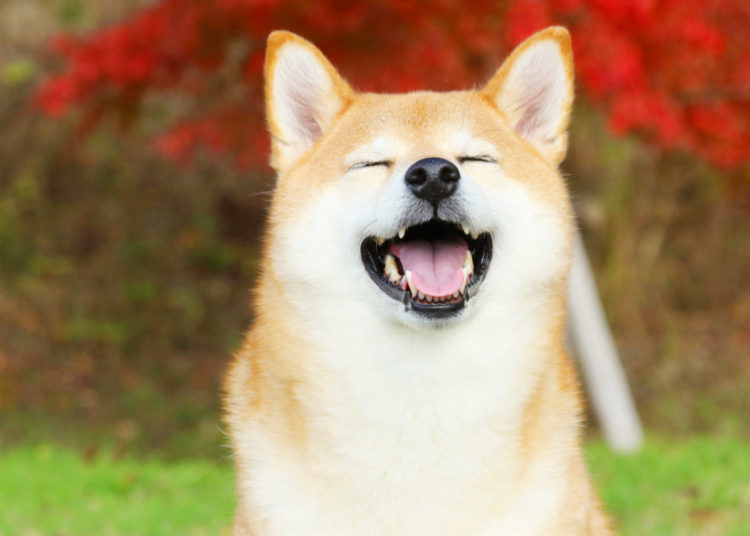 Shiba Inu Coin Price Soars as Coinbase Pro Announces SHIB Cryptocurrency Trading – Altcoins Bitcoin News