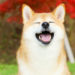 Shiba Inu Coin Price Soars as Coinbase Pro Announces SHIB Cryptocurrency Trading – Altcoins Bitcoin News