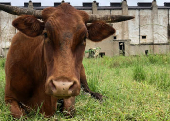 Mastercard Blockchain-Supported Livestock Tracking System Launches in Zimbabwe – Blockchain Bitcoin News