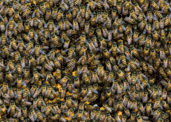 Filecoin and Chia Believers in China Are Converting to Ethereum Swarm Disciples – Bitcoin News