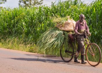 Kenyan Farmers Pivot to Cryptocurrency as Popularity of Community Currencies Grows – Altcoins Bitcoin News