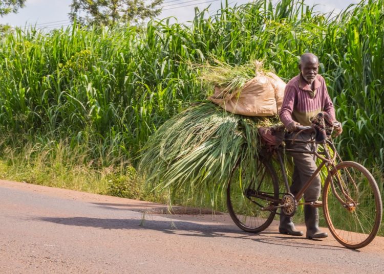 Kenyan Farmers Pivot to Cryptocurrency as Popularity of Community Currencies Grows – Altcoins Bitcoin News