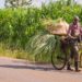 Kenyan Farmers Pivot to Cryptocurrency as Popularity of Community Currencies Grows – Altcoins Bitcoin News