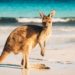 Australia Sponsors Two Blockchain Pilot Projects for AU$5.6M