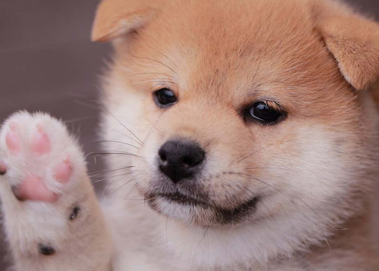 248% Weekly Gains — Baby Doge Coin Continues to Rally While Most Crypto Asset Markets Slump – Markets and Prices Bitcoin News