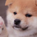 248% Weekly Gains — Baby Doge Coin Continues to Rally While Most Crypto Asset Markets Slump – Markets and Prices Bitcoin News