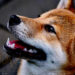Crypto.com report shows Shiba Inu (SHIB), Dogecoin (DOGE) users led altcoin surge in 2021