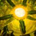 Big Money Buying Bitcoin, Ethereum, XRP, Polkadot, Cardano and Bitcoin Cash As Crypto Fund Inflows Return: CoinShares