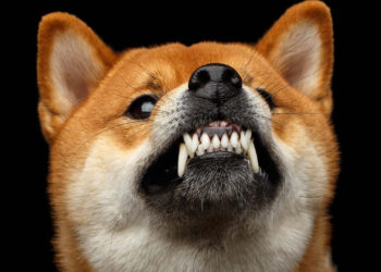Shibaswap Dex Captures $1.5 Billion Locked in 2 Days, SHIB Platform Bumps ETH Fees Higher – Markets and Prices Bitcoin News