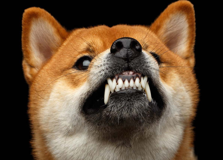 Shibaswap Dex Captures $1.5 Billion Locked in 2 Days, SHIB Platform Bumps ETH Fees Higher – Markets and Prices Bitcoin News