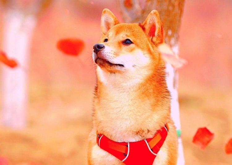 Dog Meme Tokens Weekly Recap: Dogecoin, Shiba, and Baby Doge
