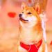 Dog Meme Tokens Weekly Recap: Dogecoin, Shiba, and Baby Doge