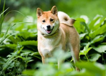 Shiba Inu (SHIB) Leading ETH Gas Consumer Amid Recent DeFi Surge