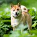 Shiba Inu (SHIB) Leading ETH Gas Consumer Amid Recent DeFi Surge