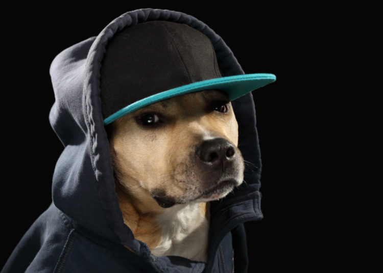 Nigerian Pop Artist Shills Meme Coin and Price Briefly Doubles — Followers Question Artist’s Motives – Altcoins Bitcoin News