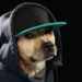 Nigerian Pop Artist Shills Meme Coin and Price Briefly Doubles — Followers Question Artist’s Motives – Altcoins Bitcoin News