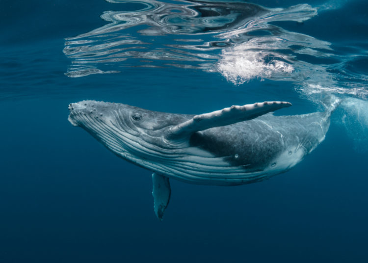 Whale From 2012 Transfers 740 Bitcoin Worth $26M After BTC Sat Idle for 9 Years – Featured Bitcoin News