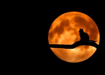 Stoner Cats NFTs Clog The Ethereum Network, $800K Worth of ETH Lost