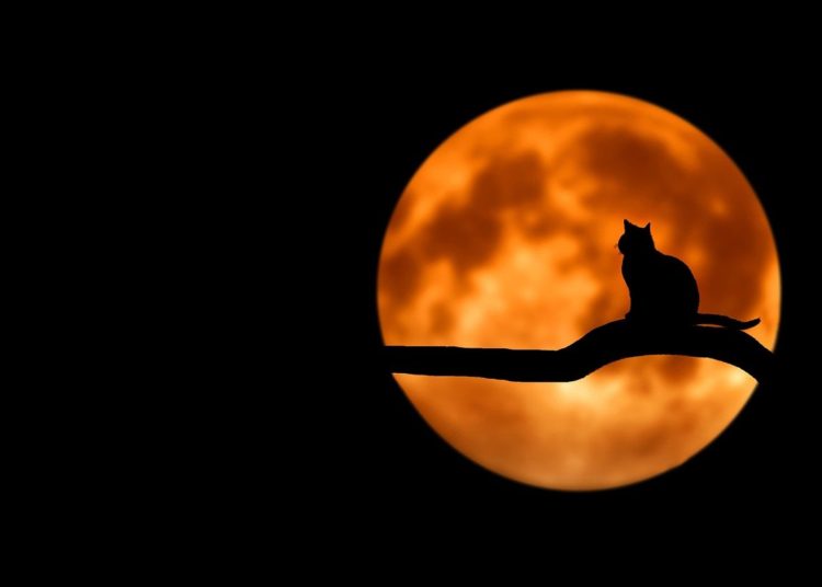 Stoner Cats NFTs Clog The Ethereum Network, $800K Worth of ETH Lost