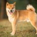 eToro Listed Shiba Inu (SHIB) While ShibaSwap TVL Drops Almost 80% in Two Weeks